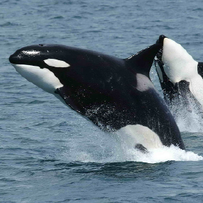 orcas fate