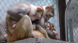 VIV-monkey-family