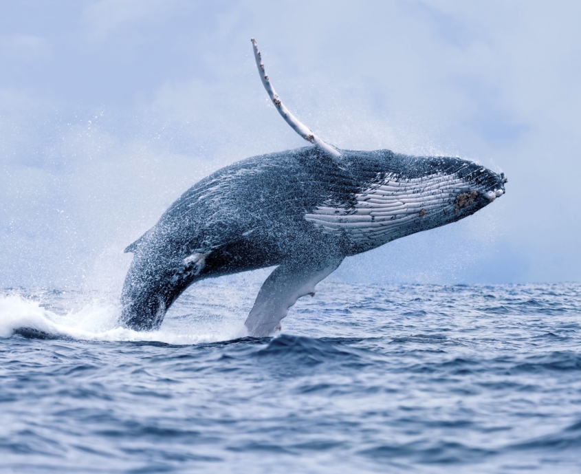 whale leap.jpg
