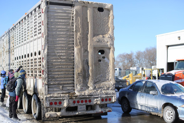 Canada's rules for transporting animals are weak — but they're also not  rigorously enforced. – World Animals Voice