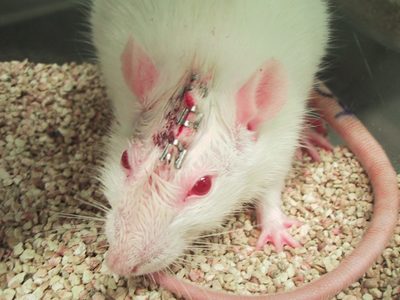 Tierversuche-Mäuse-Rattenjpg