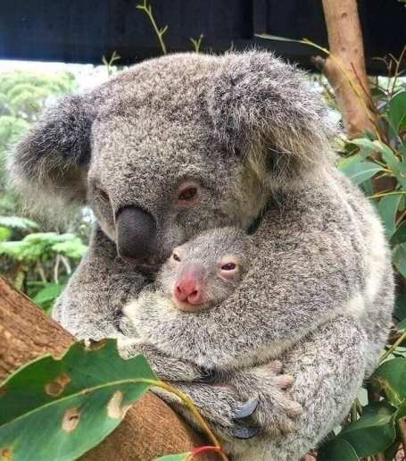 coala mutter mit Kind jpg