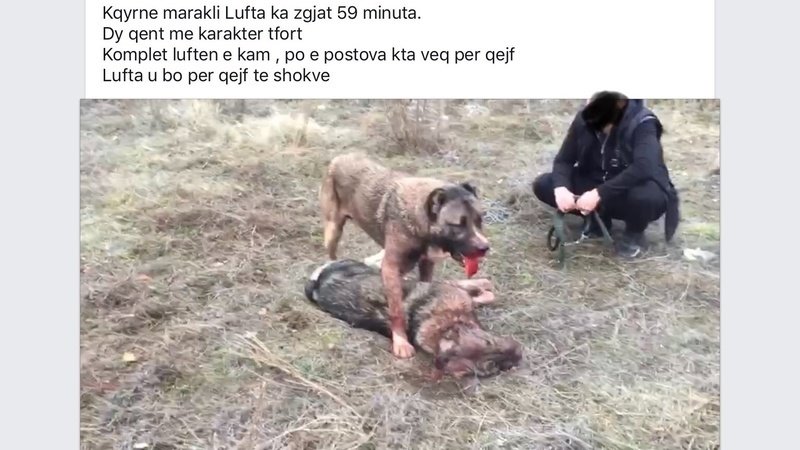 kosovo dogfighting pg