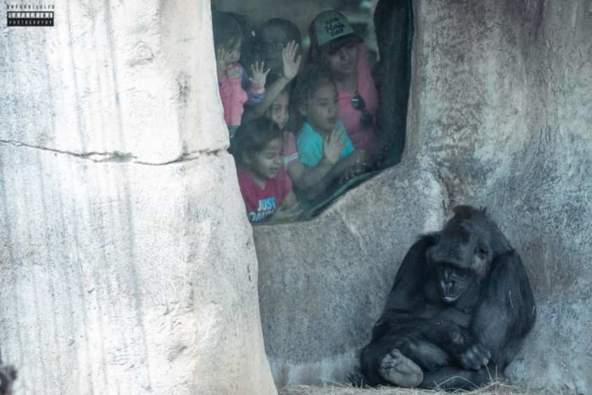 Blöde Kinder beobachten Gorilla_n
