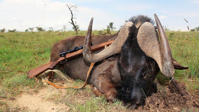 Jagd Eine erschossene Antilope liegt am Boden